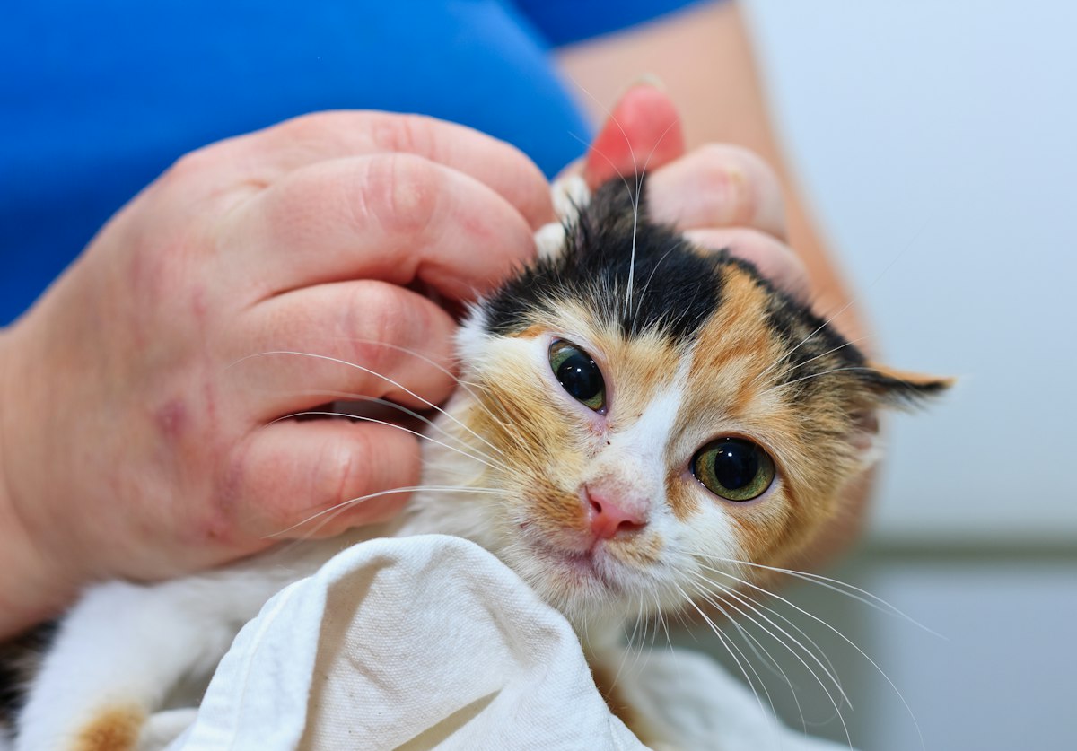 猫 の 耳 が 熱い